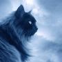 Noctis