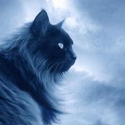 Noctis