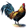 RoosterUnderFeet