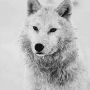 wolferox