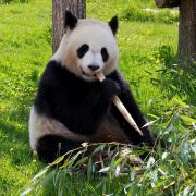 Panda55