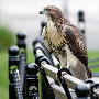 cityhawk
