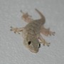 jeko