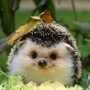 sundorgo