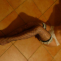 2. kép Liza masszázs Budapest III. kerület